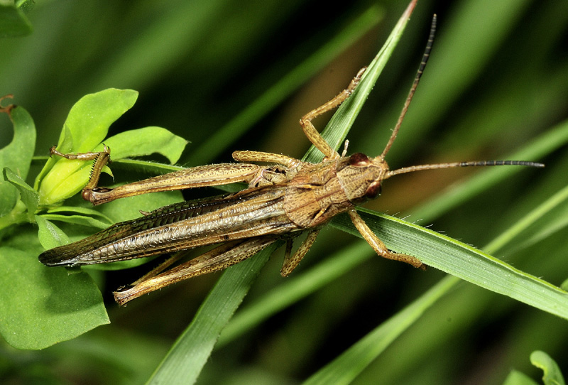 Acrididae: cfr. Chorthippus sp.